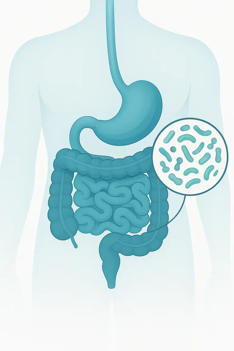 Ilustração sistema digestivo humano com microbiota intestinal - probióticos do kefir fortalecem flora intestinal e equilibram 70% do sistema imunológico